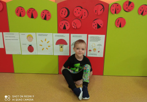 Bruno na tle kropkowych biedronek.