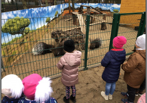 Dzieci oglądają jeżozwierze