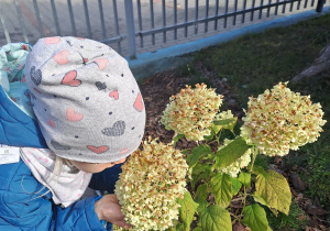 Dziecko wącha kwiaty na świeżym powietrzu.