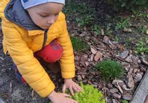Chłopiec dotyka roślinkę.