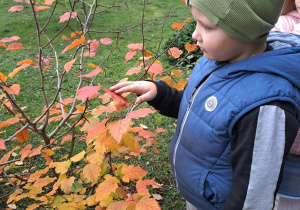 Chłopiec dotyka i obserwuję liście.
