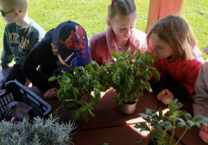 Dzieci w altanie poznają zioła poprzez smak, węch i wzrok