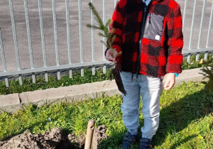 Chłopiec trzyma drzewko do zasadzenia.